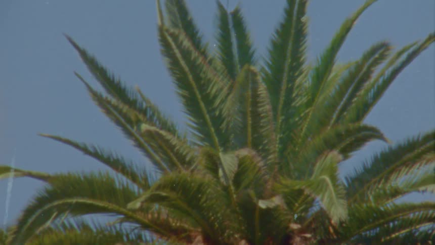 A view of a palm tree outdoors