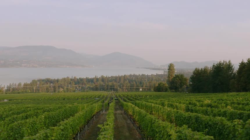 A vineyard with a lake in the distance