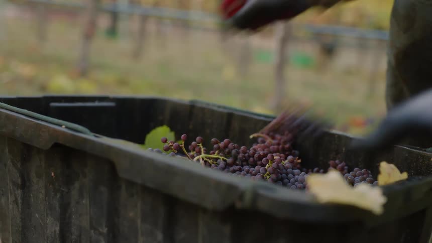 Person picks grapes from vines in field and places them into a tub