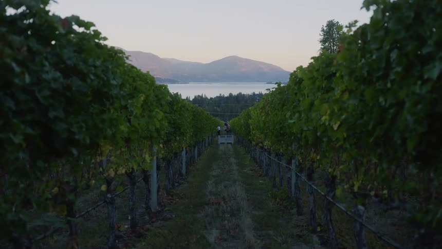 Looking through a row on the vineyard where people are working is a forest of trees near the lake and mountains in the distance