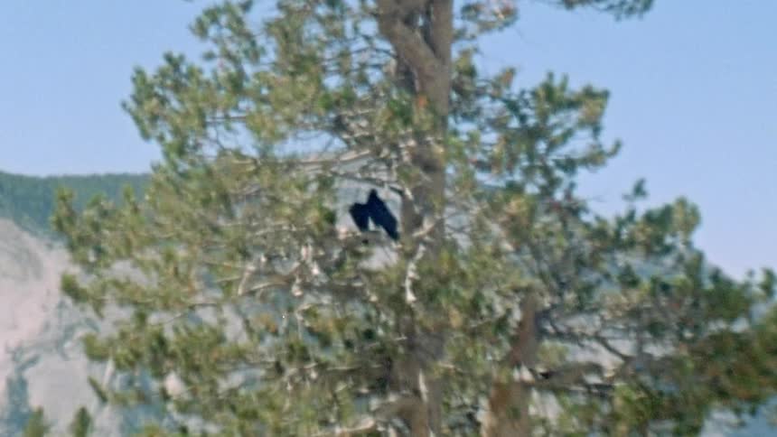 The view is of a bird that is sitting on a tree in the middle of the day