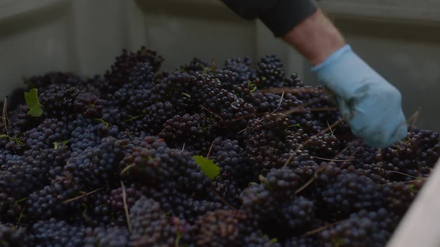 A man wearing blue rubber gloves is reaching into a crate filled with grapes