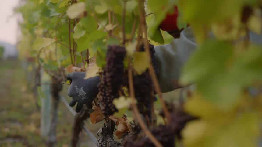 A man clips grapes from trees in a vineyard