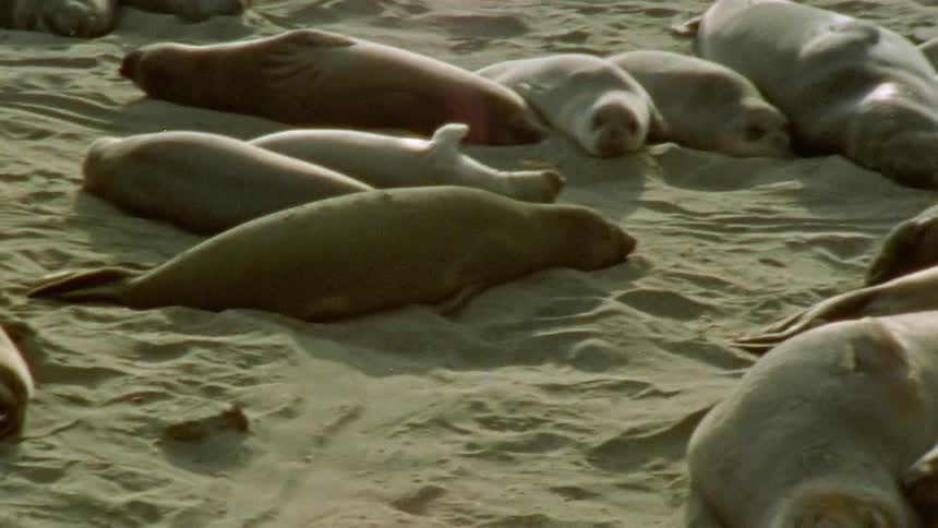 Seals are laying on the beach in the middle of the day time