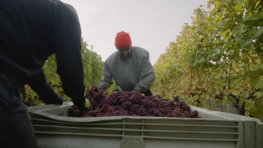 Men in a vineyard picking grapes and pouring them in to a large container