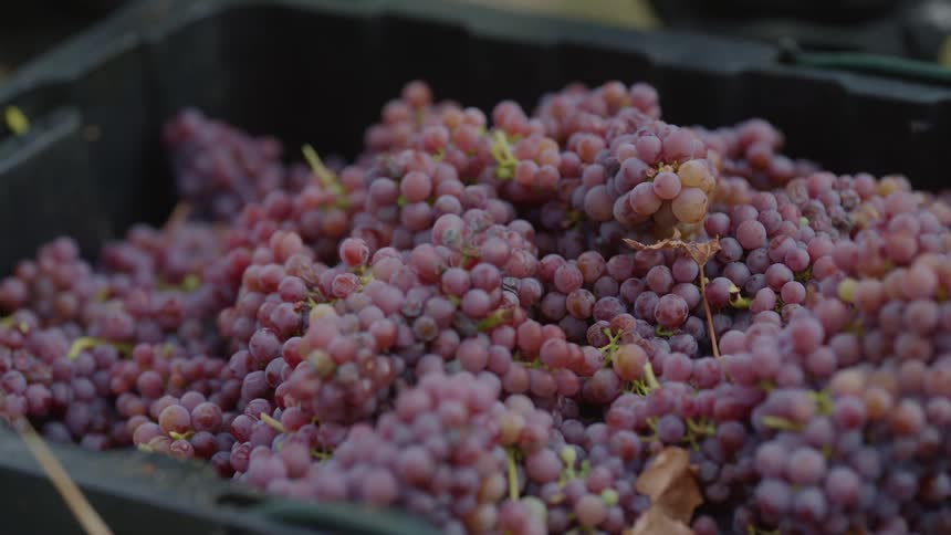A bin is filled with grapes