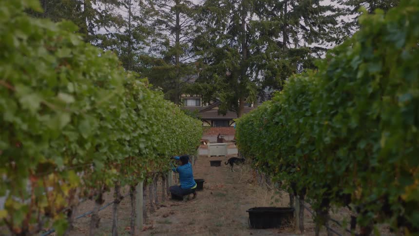 A woman is working on a farm and picking crops