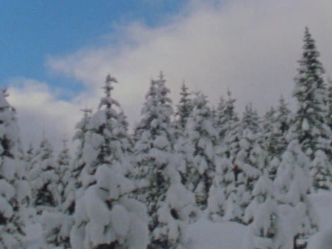 The view is of the forest area that is covered with snow in the day time