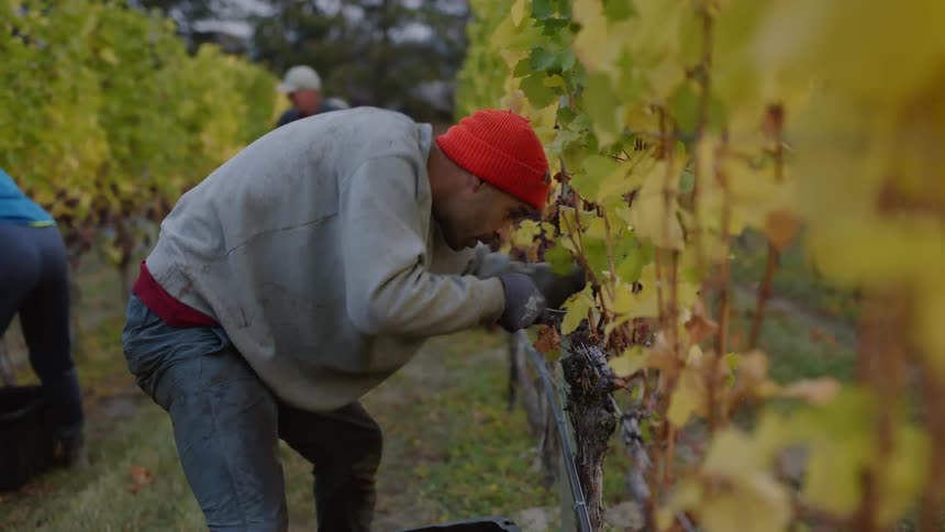 A group of workers are gathering crops outdoors