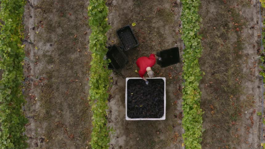 A woman is working on a farm in the middle of the day time