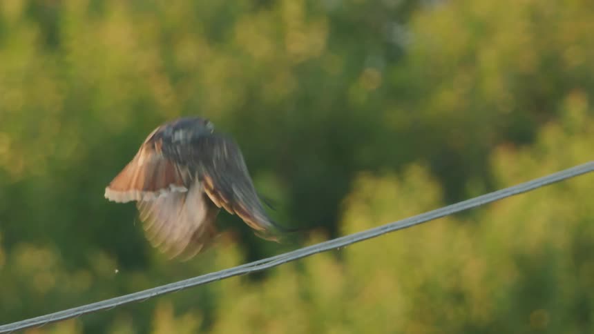 A red tail hawk perched on a power line takes off over a large orchard in beautiful sunset light as the camera rotates