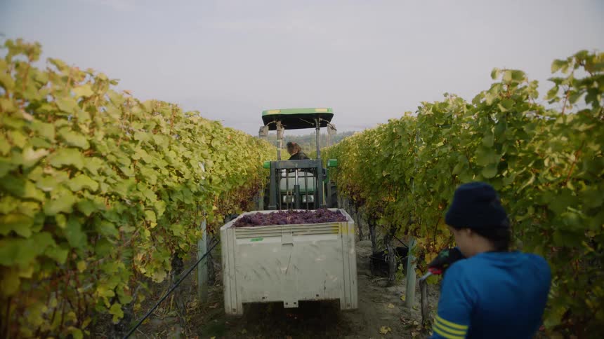 A man drives a forklift in the vineyard