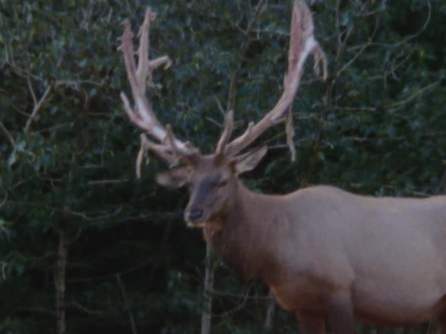 Stag stands near woods chewing as its antlers lose their coating
