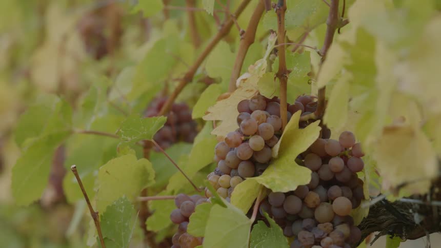 A person wearing gloves picks bunches of grapes from the vines in a vineyard