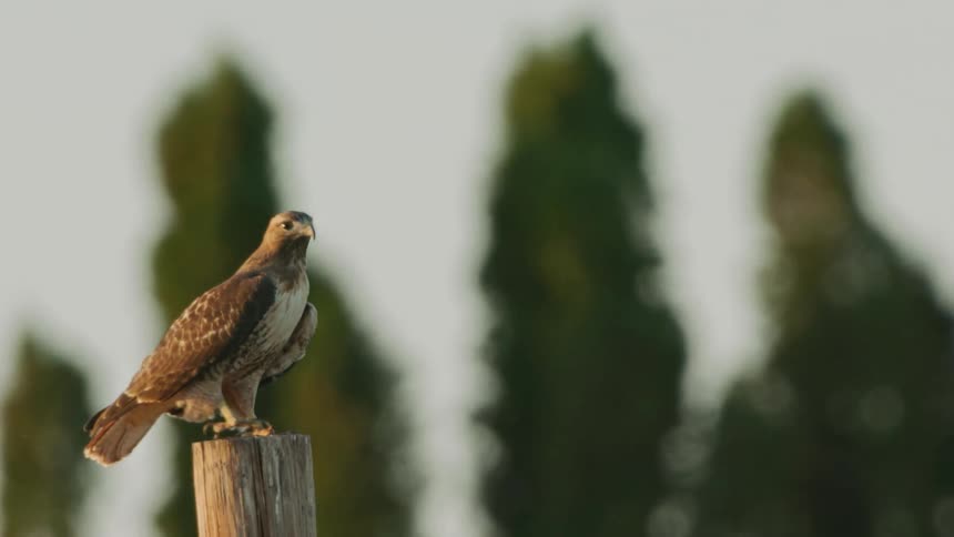 A red tail hawk looks directly at the camera and then launches into the air while the camera dynamically passes by in sunset light