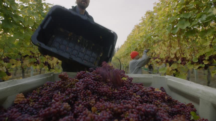 Two men are working on a grape farm together