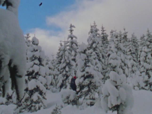 Person uses two walking sticks while moving through snow covered forest