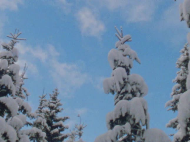Pine trees covered in snow against the blue sky at morning caught on vintage film