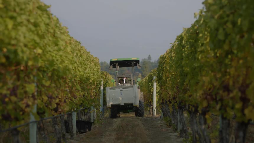 A farmer backs up his trailer between rows of tall trees