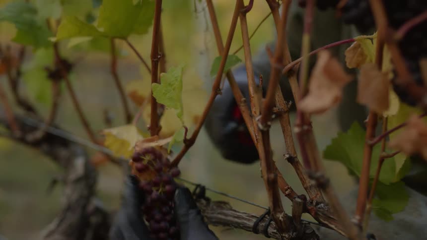 A person wearing gloves is cutting bunches of grapes from the vines in a vineyard