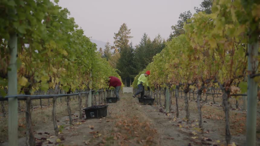 Two farmhands harvesting grapes on a vineyard