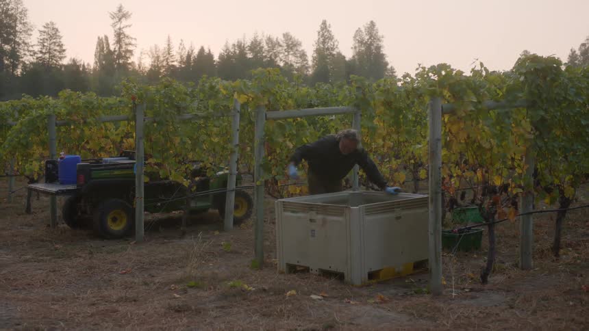 Farmer empties a bucket of grapes on a crate in the vineyard at morning