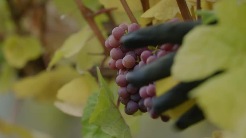 A person in gloves harvesting red grapes from a vine