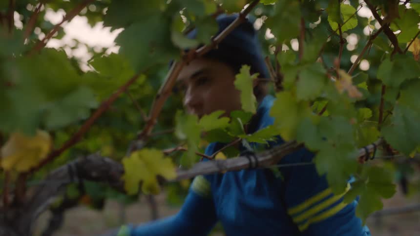 Agricultural worker cuts grapes from grape vines
