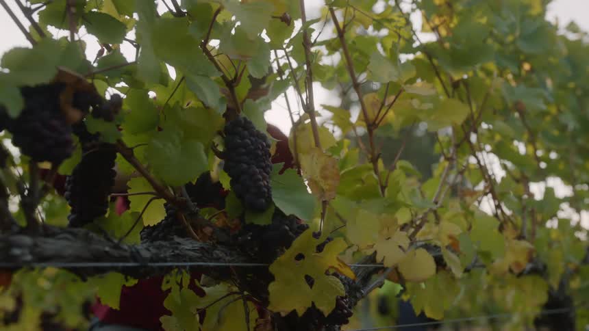 A man wearing gloves is reaching over the vines and cutting bunches of grapes in the vineyard