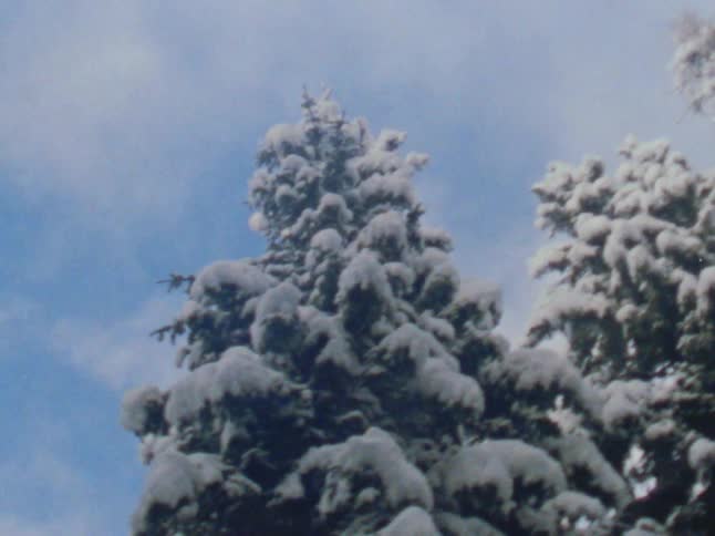 The sun shines on snow covered trees under a blue cloudy sky