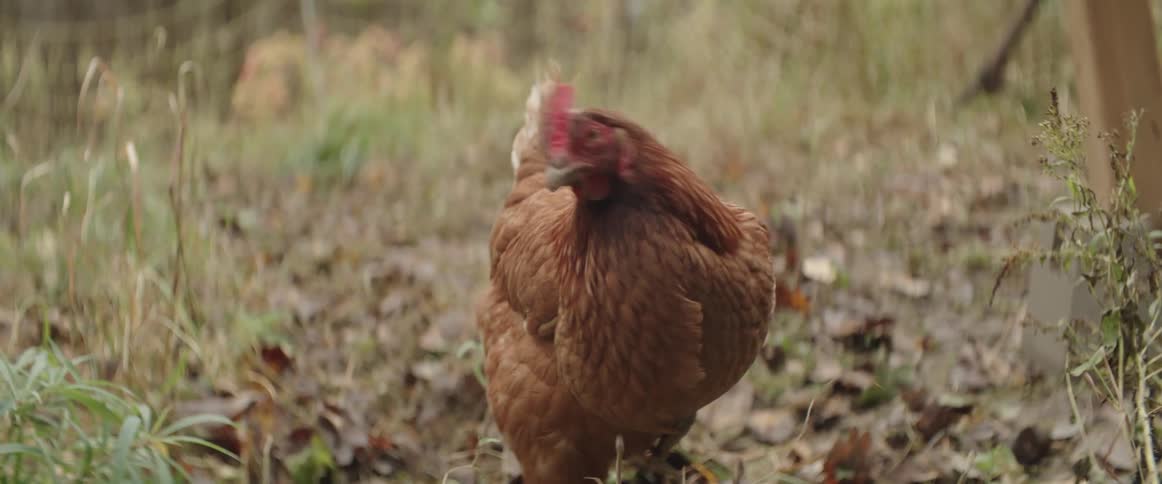 A brown chicken looks around before it starts pecking at the ground beneath itself