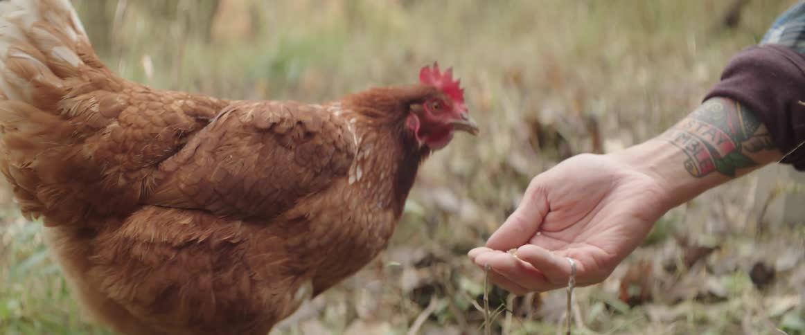 A man feeds a chicken from his hand