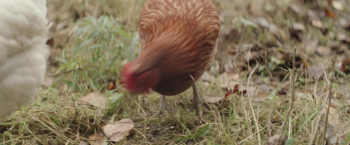 A couple of chickens feeding on the ground in the countryside