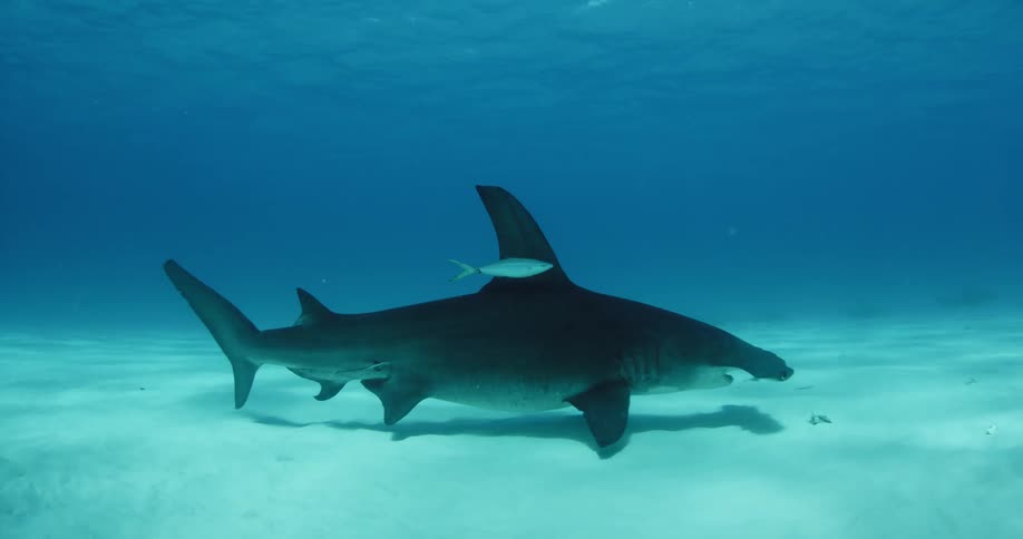 A hammerhead shark swims along the sandy ocean floor
