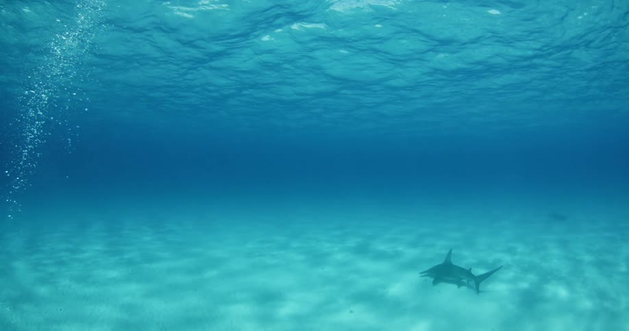 A shark is swimming along the sand underwater below