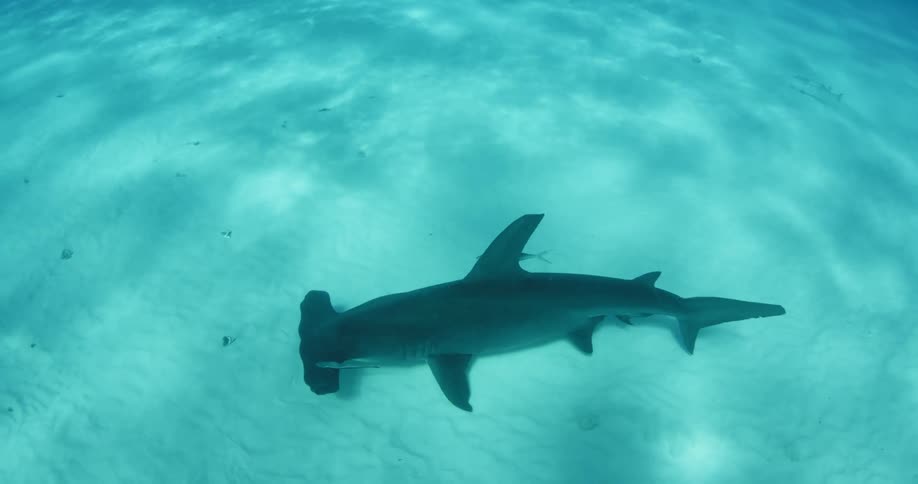 A large hammerhead shark swims along the sand underwater