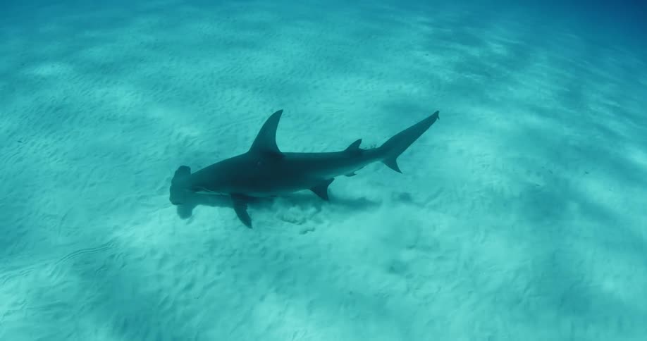 A hammerhead shark turns in the sand underwater