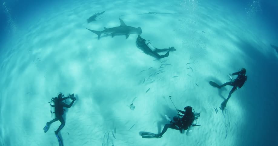 Scuba divers film sharks on the ocean floor