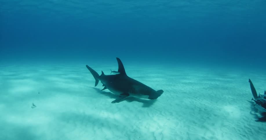 Sharks swim near the ocean floor