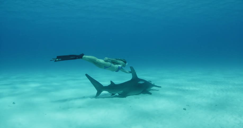 A woman swims with a hammerhead shark in the ocean
