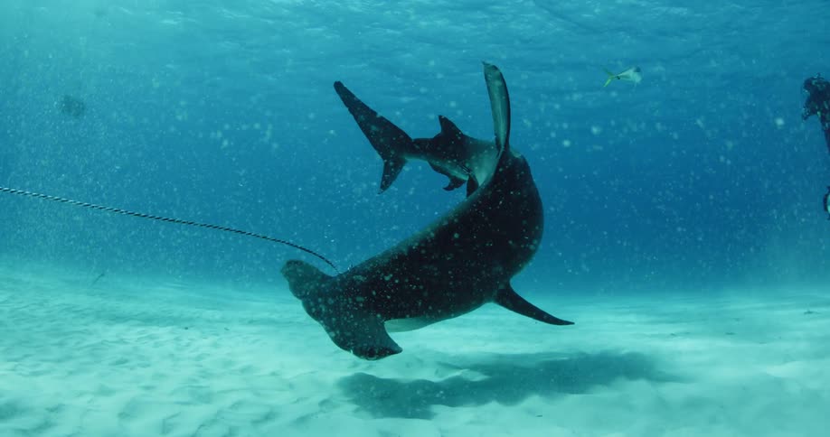 Hammerhead shark feasting on something attached to a rope