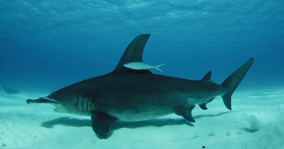 A shark swims on the bottom of the water with smaller fish following