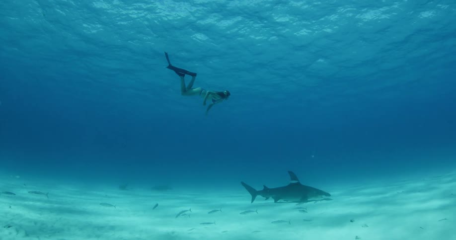 A female diver swims just above a swimming shark