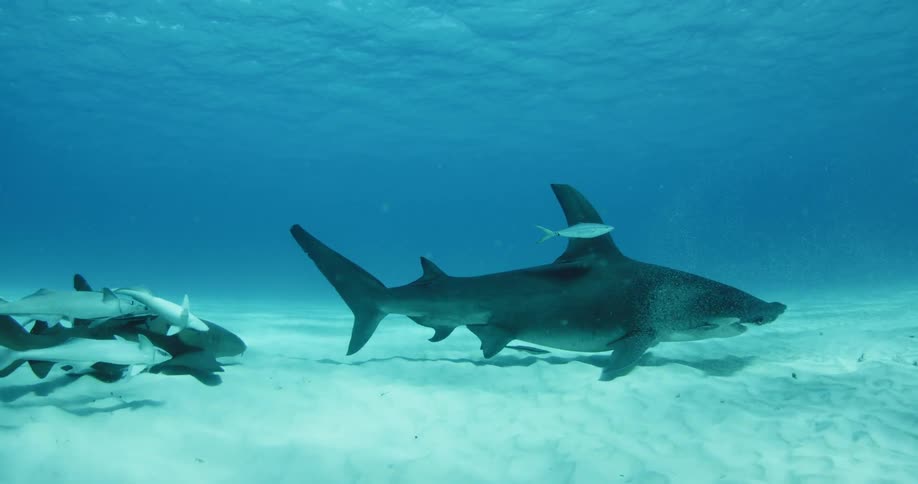 Two large sharks swim along the sand underwater surrounded by white fish