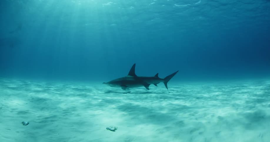 Hammerhead shark swimming close to the bottom