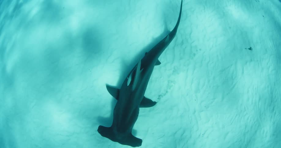 Top of a hammerhead shark swimming