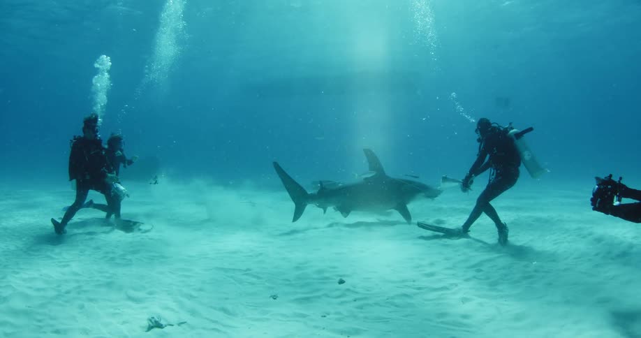 A group of drivers are filming a shark swimming between them