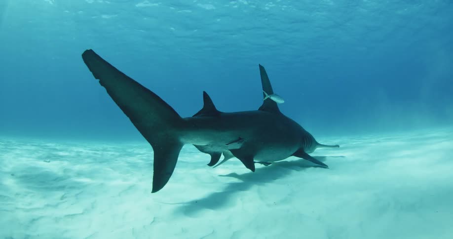 A shark swims near the floor of the ocean