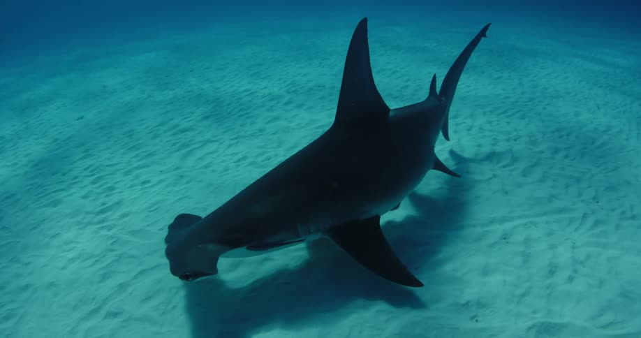 A hammerhead shark swims along the sand underwater