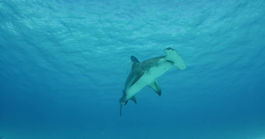 A hammerhead shark swims among other sharks and fish in the ocean